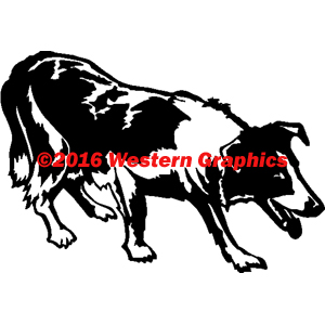 Border Collie - Style #37