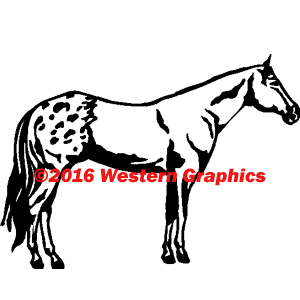 Appaloosa - Style #61