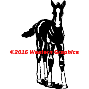 Foal - Style #71