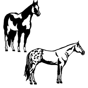Paint / Appaloosa