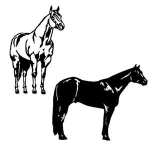 Quarter Horses